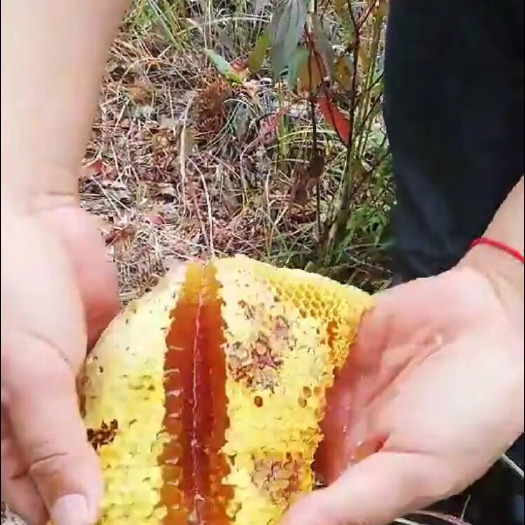 普宁市 土蜂蜜，蜜蜂都是山上抓回来家里养的，都是野生土蜂，质量保证高