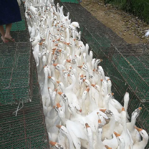 武汉白鹅  大量长期收购湖北及周边地区商品鹅
