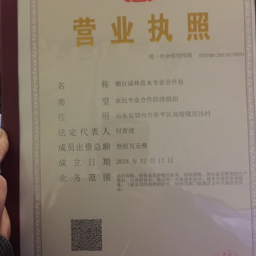 烟台美早苗 