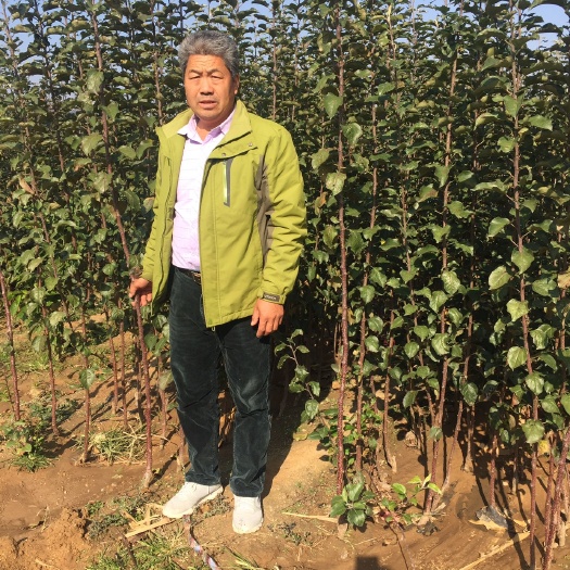 烟台烟富10苹果苗 主要苹果树苗全有