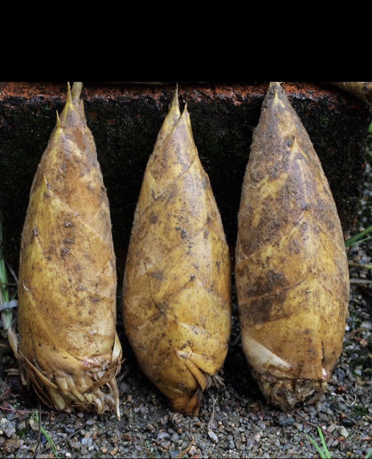 冬笋  鲜笋 客家竹林天然绿色食品