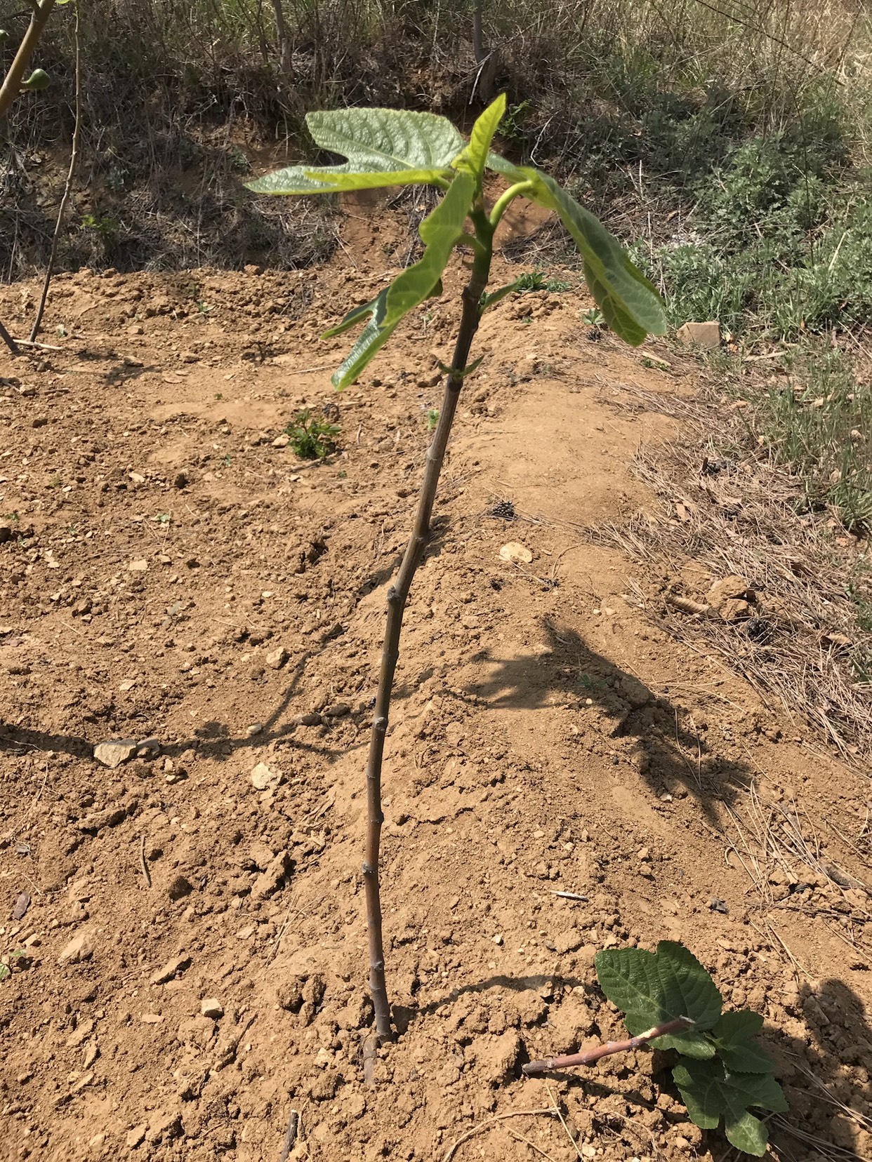 青皮无花果树苗