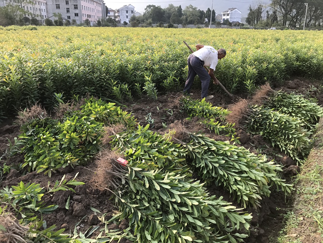 杨梅实生苗 可用来嫁接大果杨梅 自家基地直发