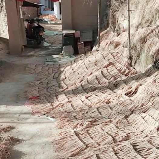 深圳临洮白条党参  白条党参