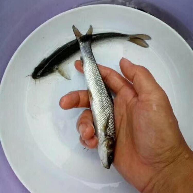 银鳕鱼苗 
