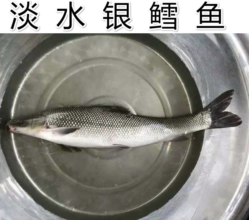 银鳕鱼苗 