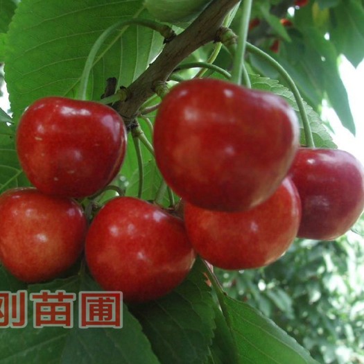 当阳市黑珍珠苗