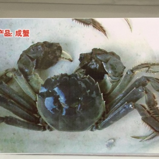 宣城生态大闸蟹 统货 3.0-3.5两 