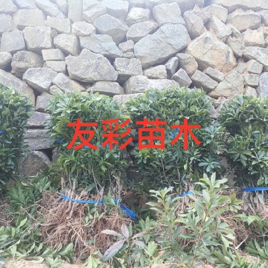 台州东魁杨梅树苗  正宗嫁接苗浙江台州