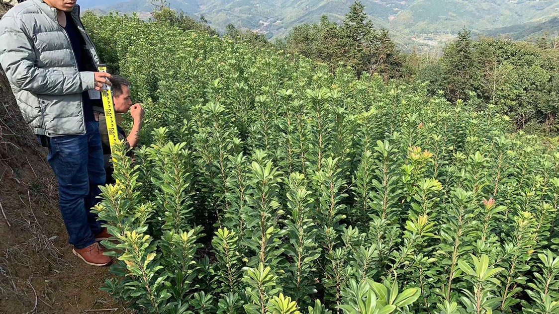 台州荸荠杨梅种苗