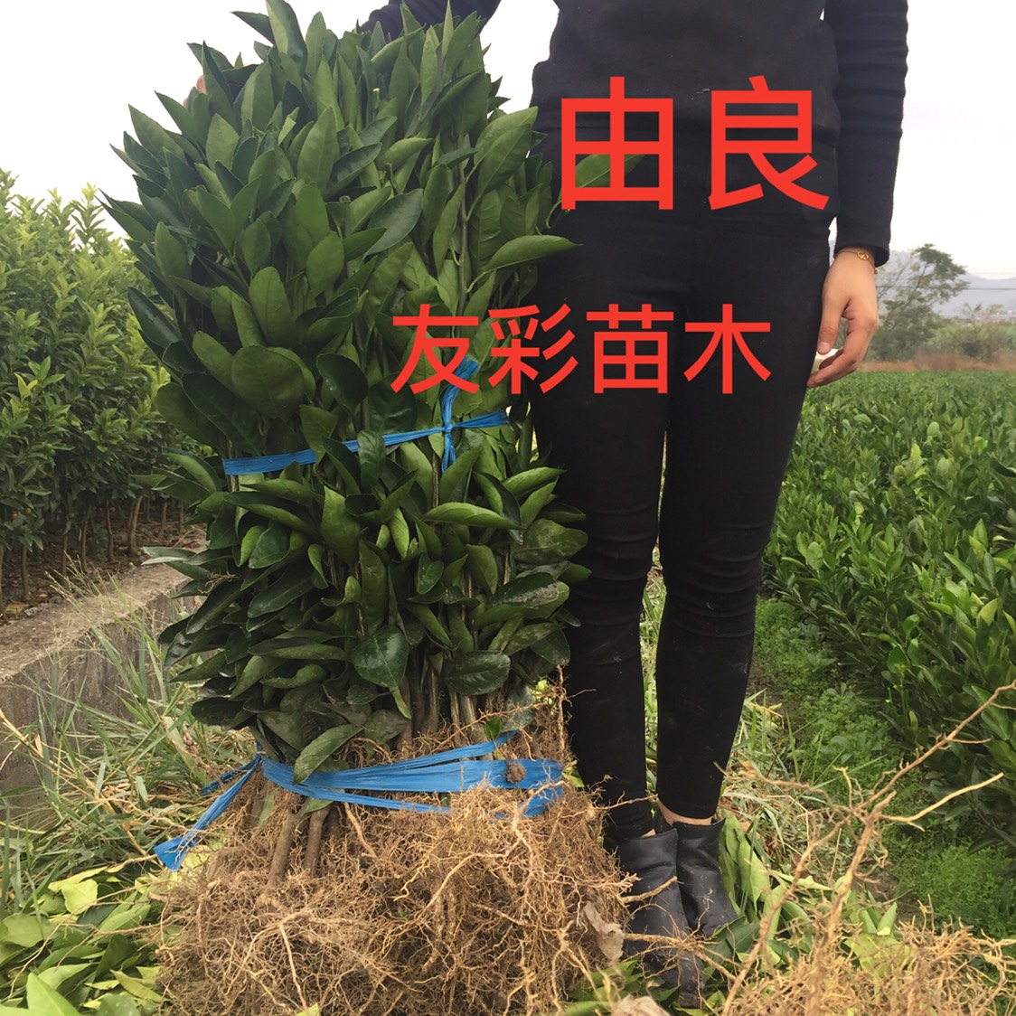 台州特早熟由良蜜桔苗 0.5~1米