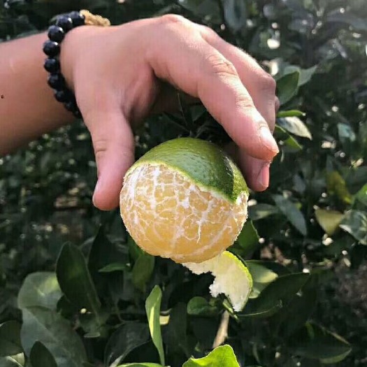 皇帝柑苗