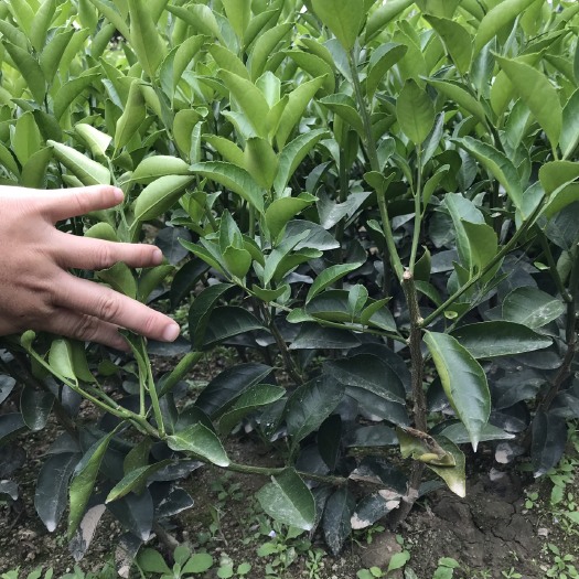 沙糖桔苗