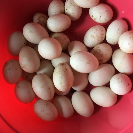 连城县白鸭蛋 食用 散装