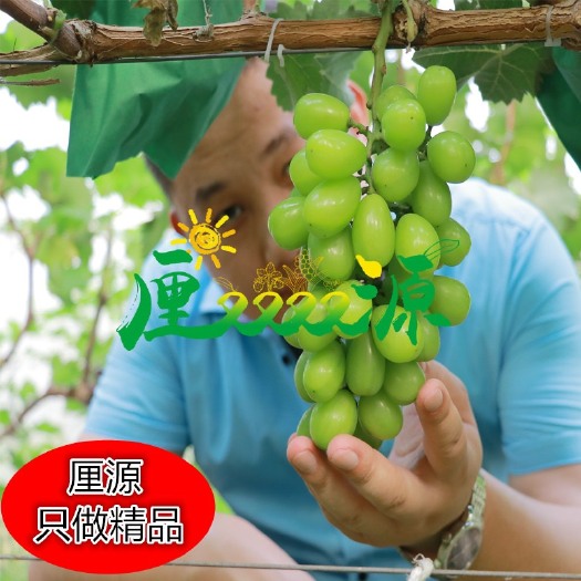 沭阳县阳光玫瑰葡萄苗 当年挂果