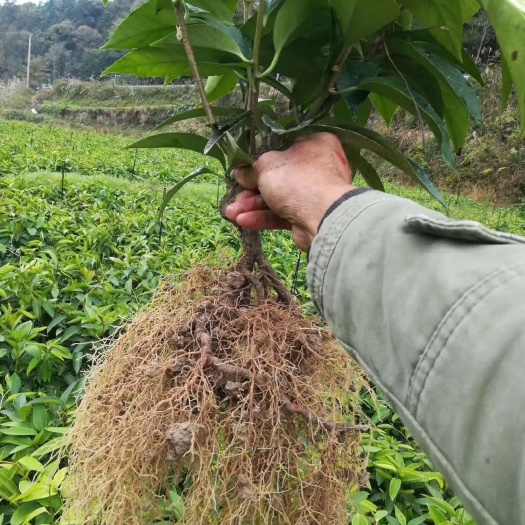 始兴县粉红黑老虎苗 布福娜改良苗，特色水果苗。3年大果苗。