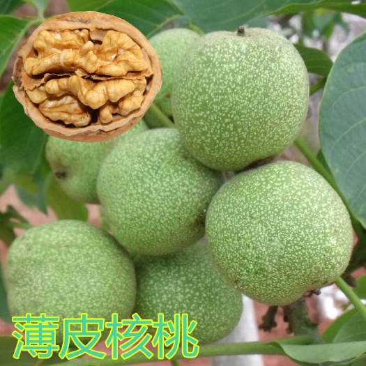 平邑县薄皮核桃苗
