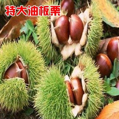 平邑县大红袍板栗苗 1~1.5米 嫁接苗