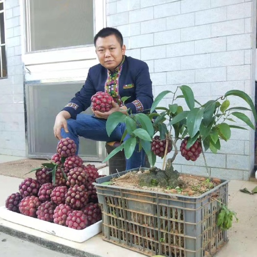 始兴县粉红黑老虎苗 黑老虎改良苗，特色水果苗，大果苗