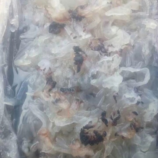 唐山渤海海蜇 