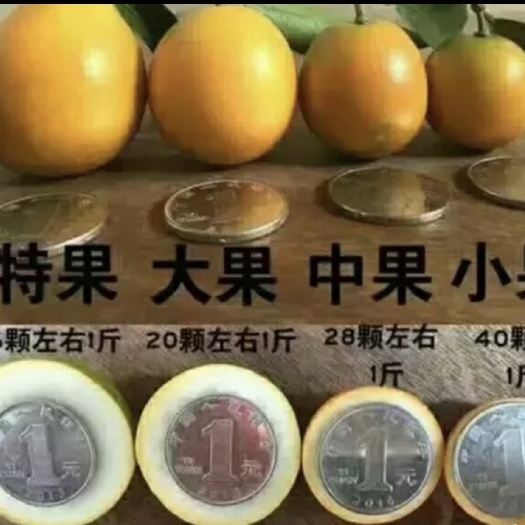 融安县脆皮金桔 2-3cm 1两以下 