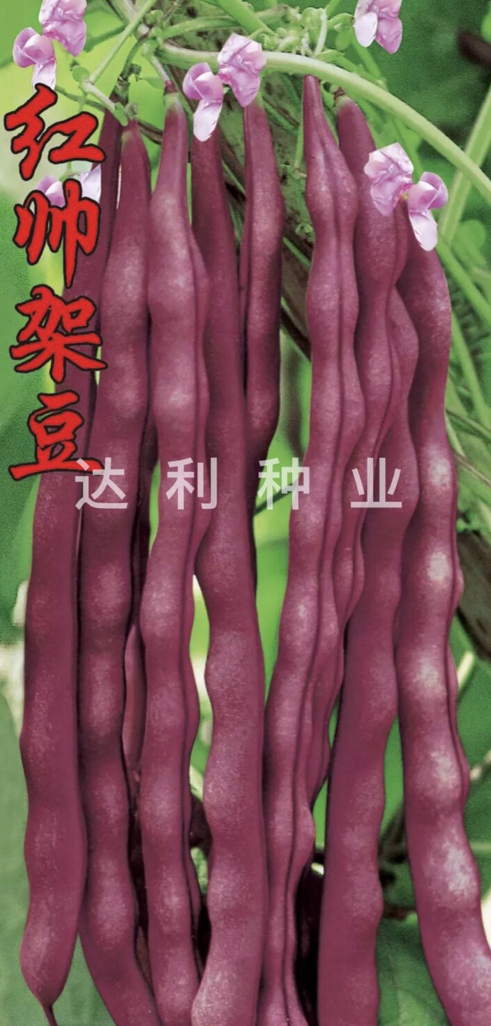 成都红豆角种子 红满天 紫红四季架豆种子 基地专用 高纯度
