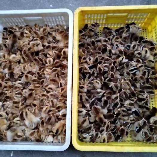 玉林黑瑶鸡苗 公