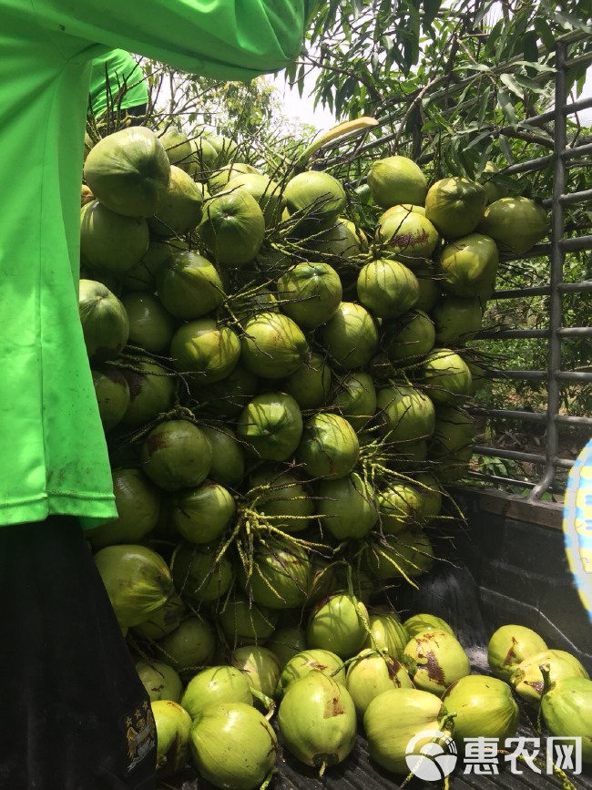 泰国香水椰 2 - 2.5斤