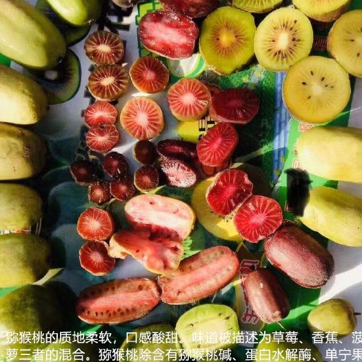 沭阳县软枣猕猴桃苗 红阳徐香南北皆适宜种