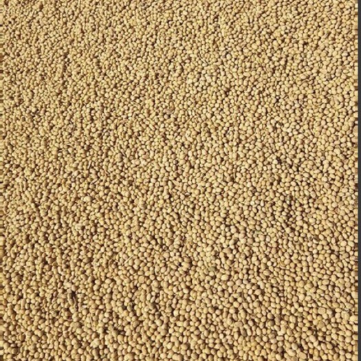 阳信县齐黄34黄豆 生大豆 1等品 