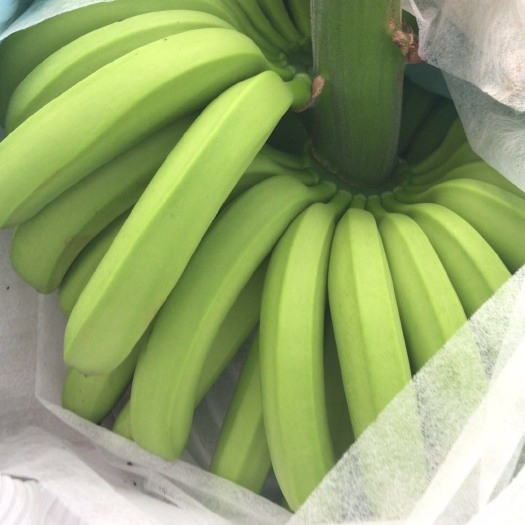 老挝香蕉 七成熟 