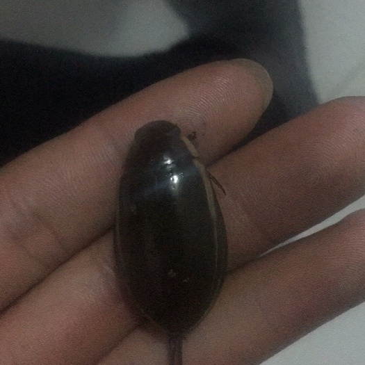 安新县金边龙虱 