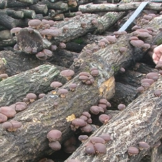 西安香菇菌种 