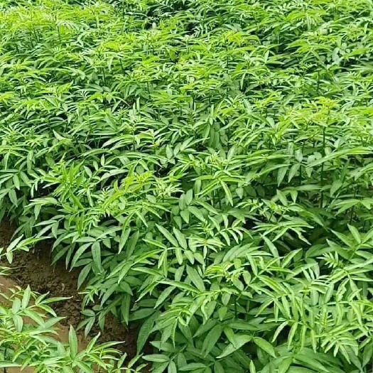 通江县九叶青花椒苗 