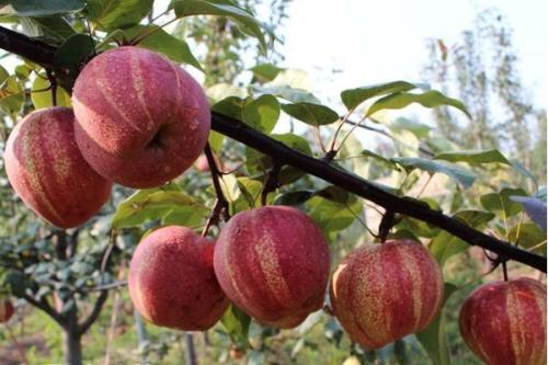泰安早酥红梨苗 ，保证成活率，死苗补发，品种齐全，现起先现发，欢迎选购