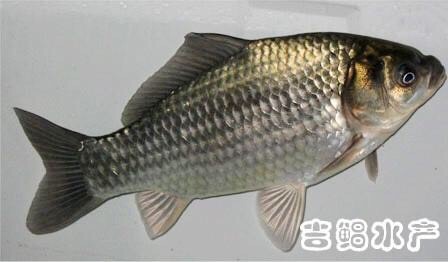 含山县池塘鲫鱼 