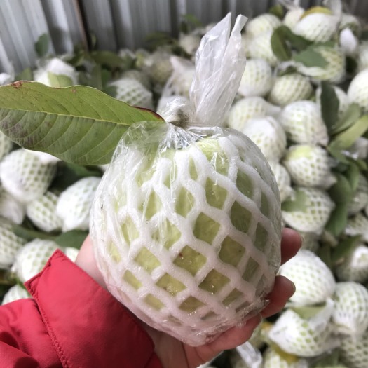 廉江市珍珠番石榴 