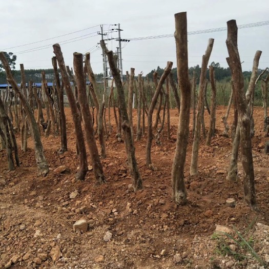 肥西县速生紫薇 