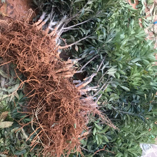 台州东魁杨梅树苗