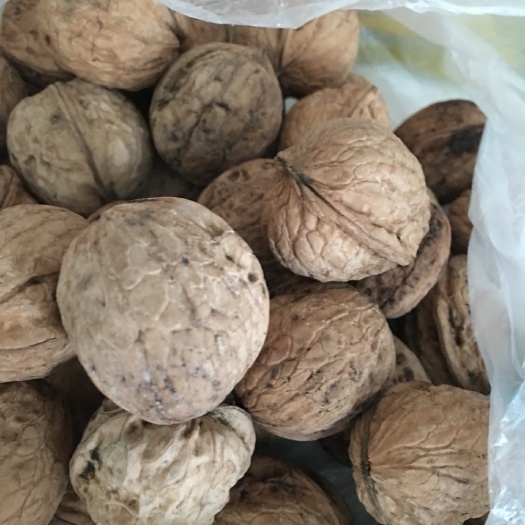 庆城县棉核桃 