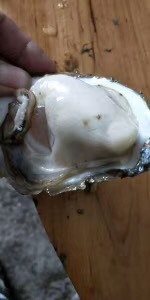佛山珠海生蚝 4-5两/只 人工养殖 