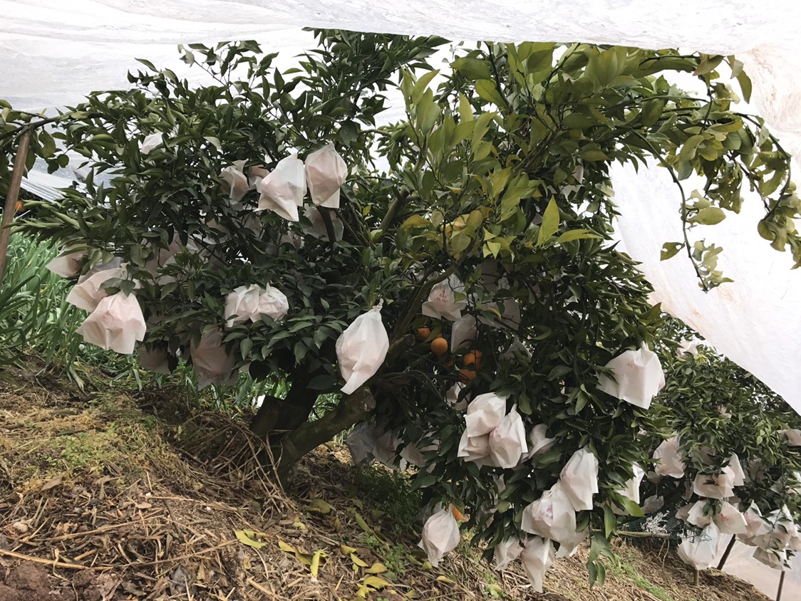  耙耙柑大量发货