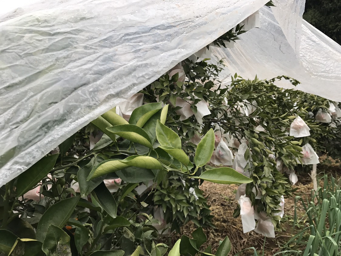  耙耙柑大量发货