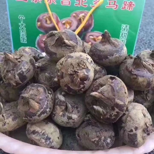 乐昌市乐昌马蹄 中号 