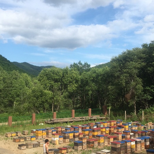 宝清县黑蜂蜂蜜 桶装 2年  
