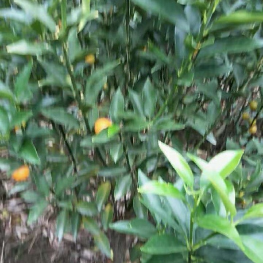 台州脆皮金桔苗