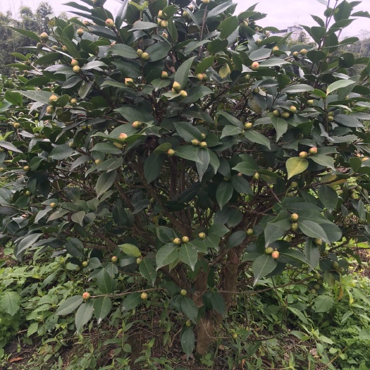 漳平市香花茶 80~100cm 