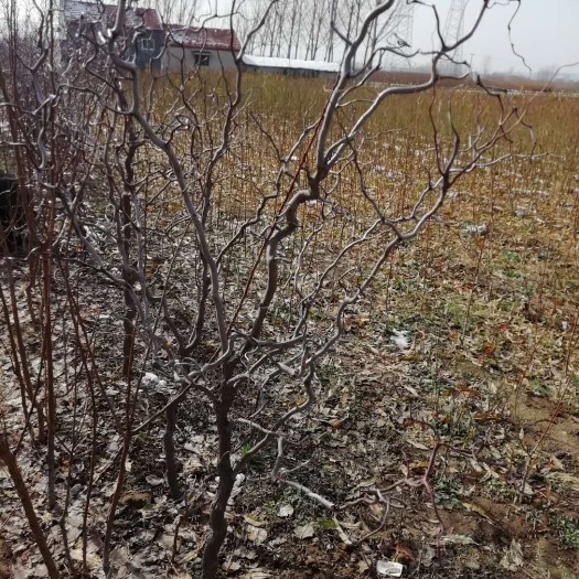 平邑县冬枣树苗 苗圃基地直供，当年结果，结果率高，易成活，造型独特