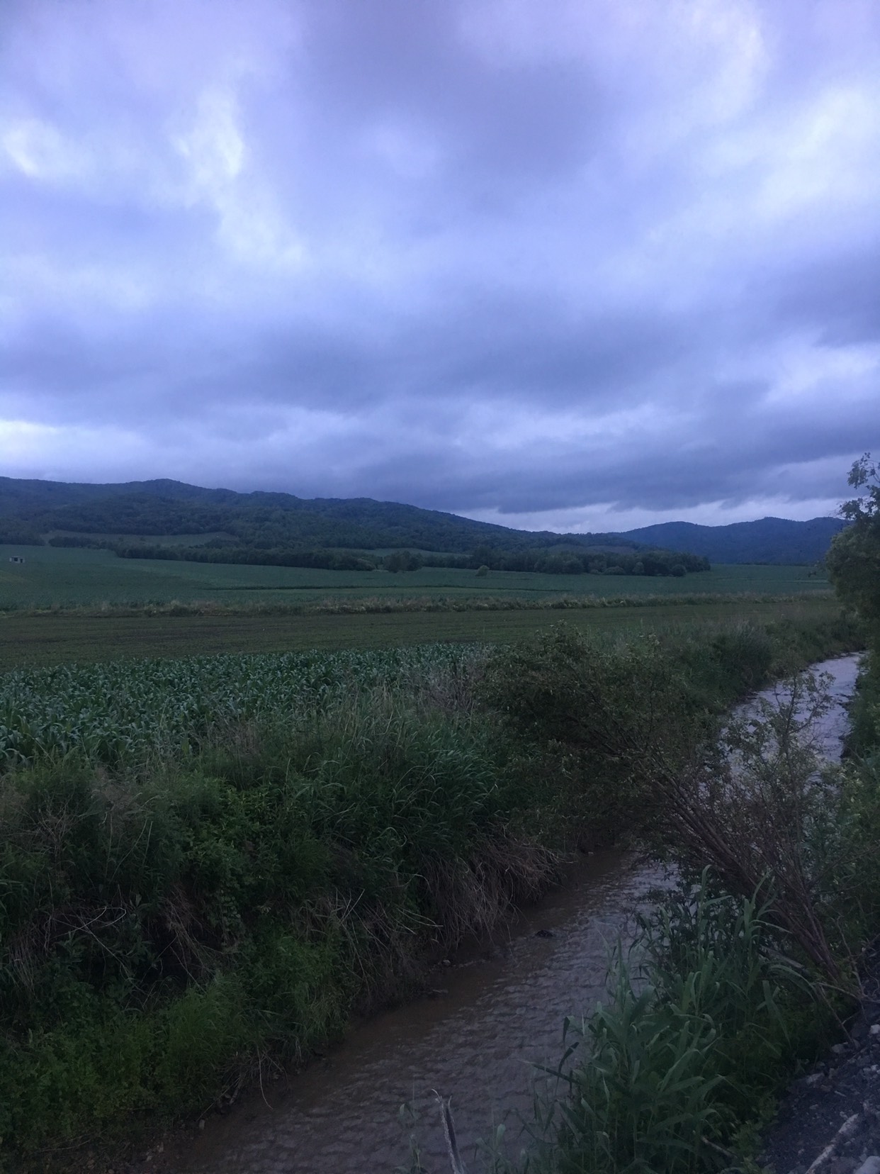 黑蜂蜂蜜 桶装 2年  