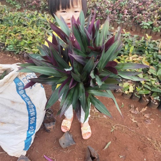 海口紫背万年青 带盆